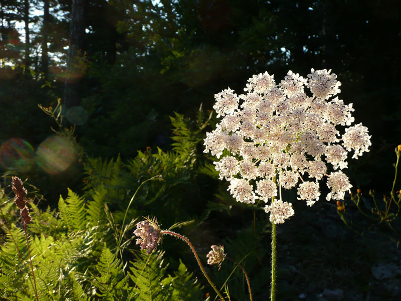 Wiesenblume